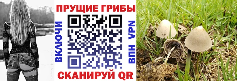 Галлюциногенные грибы мицелий  Острогожск 